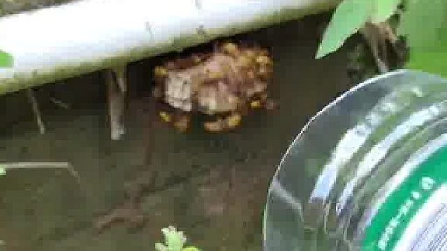 动不了了吧？等我外出的兄弟回来，嘿嘿嘿