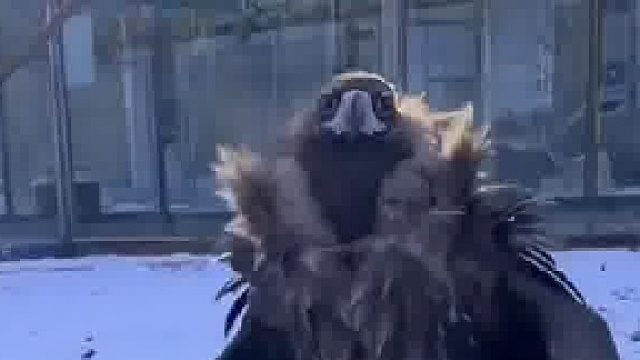 别划走！仔细看！迎面走来的是“座山雕东北分雕” 网友：怪不得杨过乐意跟雕为伴，挺有意思