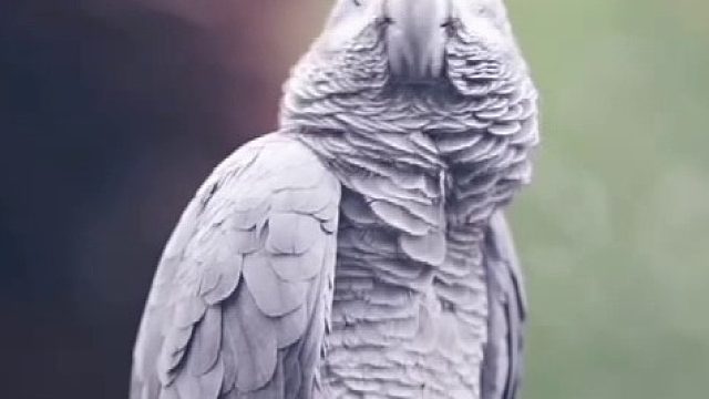 惯犯！男子在动物园被鹦鹉骂了