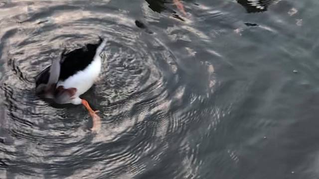 此情此景阁下该如何面对
