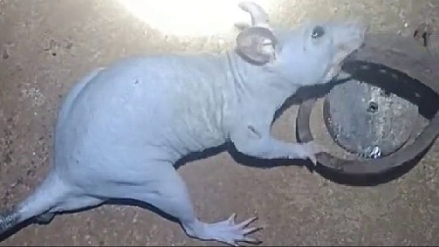 去隔壁看看，是不是有两只老鼠在吵架 ​