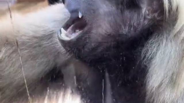 这是正经狗子吗