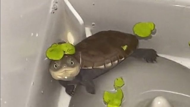 龟龟：把我脑袋上的东西拿走，没人为我发声吗