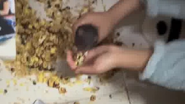 前有女大学生咬老鼠，今有女大学生喂老鼠