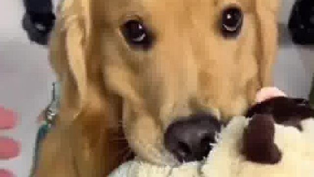 主人让狗狗自己挑玩具，不料下一秒店员说这个玩具315元