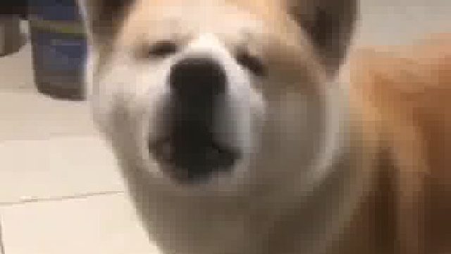 主人不给狗狗拿肉干，狗狗急得都快说人话了。网友：刚要划走， 它又把我叫回来了