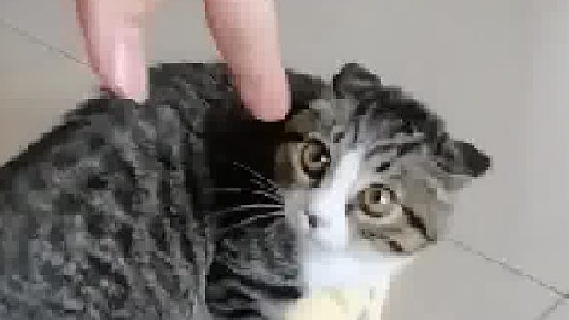 把猫咪吓得抱紧拖鞋