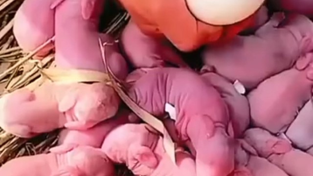 这是不是扯蛋？