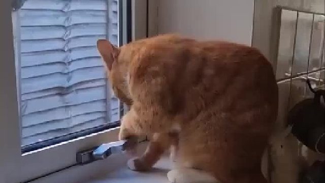 会自己开窗溜出去的猫咪！
