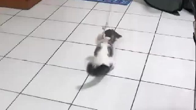 让拔拔带小孩之懒人逗猫