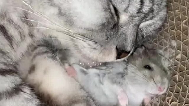 猫咪抱着鼠鼠呼呼大睡，鼠鼠一动不敢动，“鼠鼠为什么不睡 是不困吗”