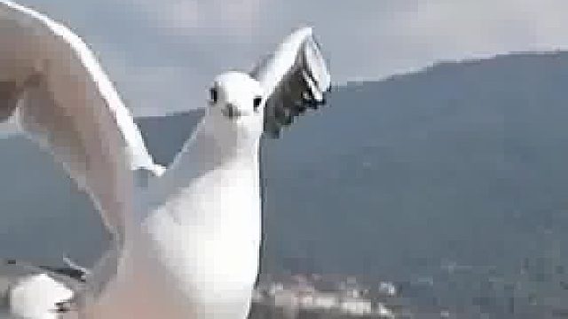 当听话的小海鸥遇上“霸总”姨姨，短短几秒情绪跌宕起伏