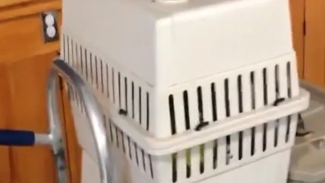 鹦鹉为什么能模仿人说话？它舌头和人类类似，鸣管呈钝角