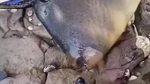 这条鱼的牙口不错