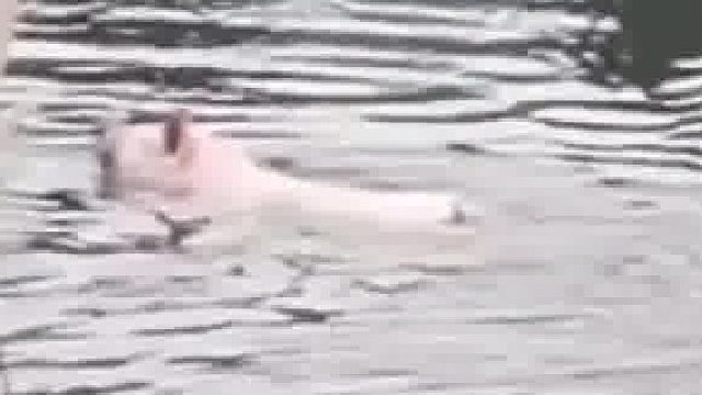 这年猪是非杀不可吗 哈哈哈哈哈网友投稿：二师兄又整活了