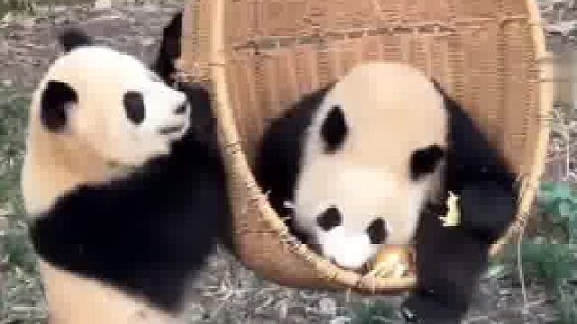 熊猫界第一好兄妹