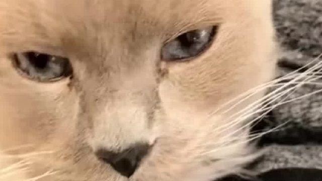 网友养了一只牧羊犬，但家里却没有羊  所以狗狗打起了猫咪的主意