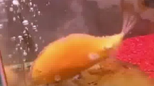 主人给鱼换了个水缸，鱼在水缸里拼命转圈圈，食物也不愿意吃