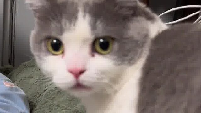 哈哈哈哈哈哈我那天吹了我家崽一下，立马一脸震惊，然后回头来蹭我