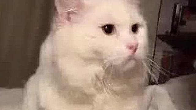 猫：摸我的主动权只能在我手里