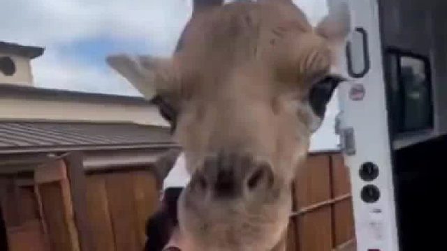 国外农场主花高价买只长颈鹿宝宝当宠物，不料长着长着一发不可收拾