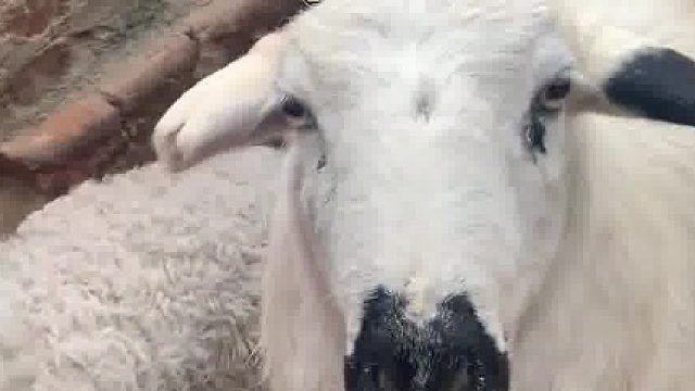 羊：你老公 另一只羊：你老公