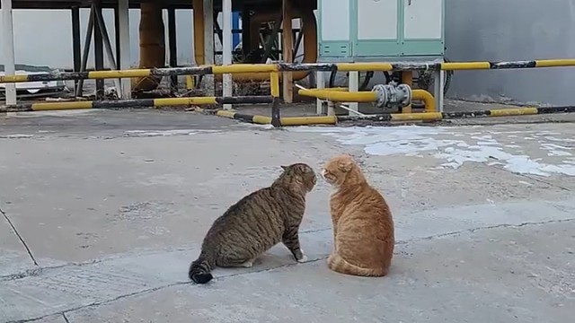 老六：有没有外语专业的？帮忙翻译一下猫咪他们在吵什么？