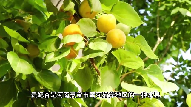 河南十大土特产，让你品尝地道的中原美味！您家乡有什么特产评论区晾晾!（5）