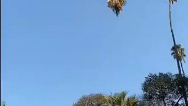 真是艺高人胆大，不知是啥树韧性这样好