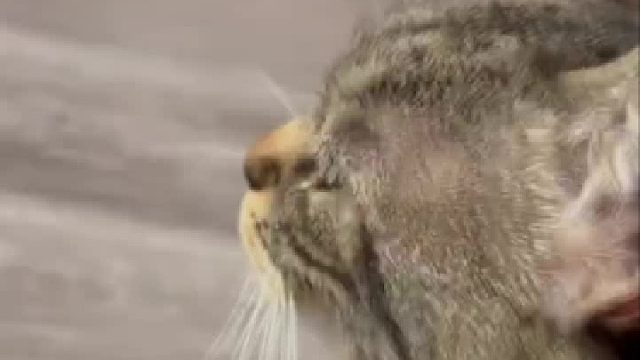 猫猫午饭后坐在主银身边昏昏欲睡的样子泰可爱了