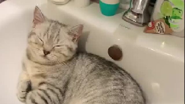 每天跑到洗手盆等开水的小猫咪