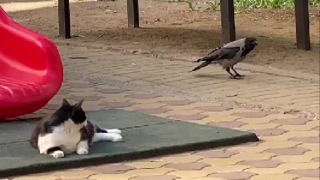 他们俩是在互相试探什么啊