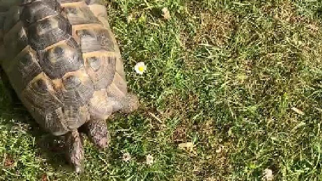 乌龟对待同样的物品不同的颜色态度差好多啊~