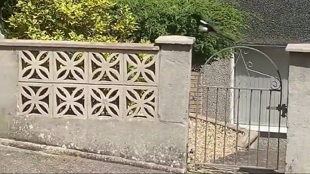 一直在作死的边缘疯狂试探喜鹊跟踪得不要太明显了