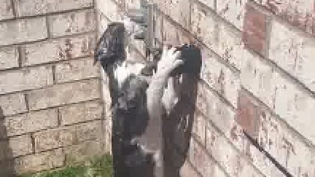 我还以为是雕塑