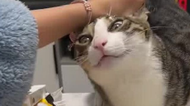 第一次见这么想吃甜食的猫