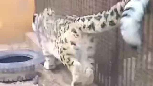 看雪豹笼内飞檐走壁，网友：它居然会“鹞子翻身”