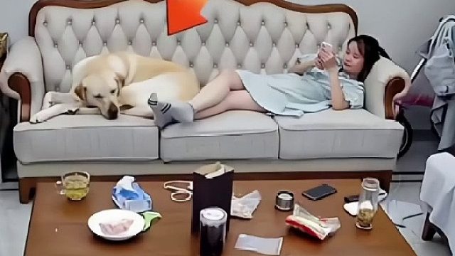 狗子看电视嫌沙发太挤，直接一脚把主人踹开