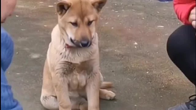 关键时候还得靠狗子啊，这狗子没白养