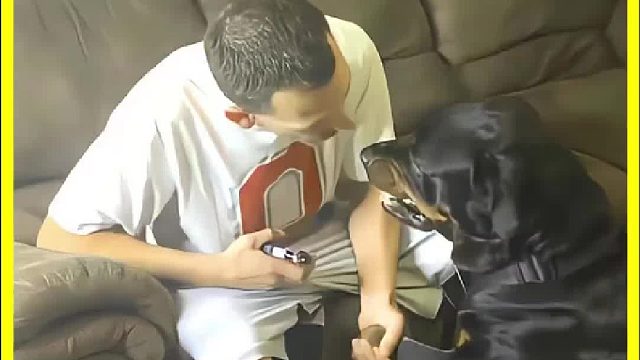 快看这只狗狗也太聪明了吧