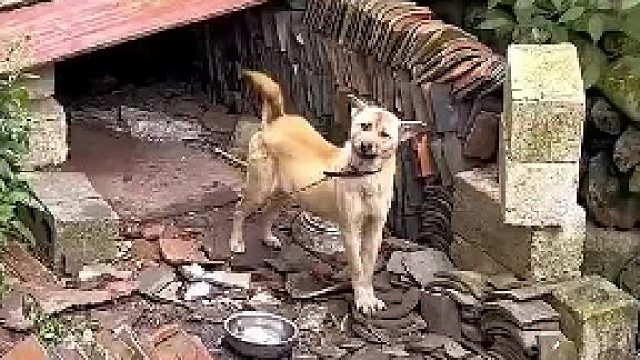 那是保护它，我们村咬了人的都得死