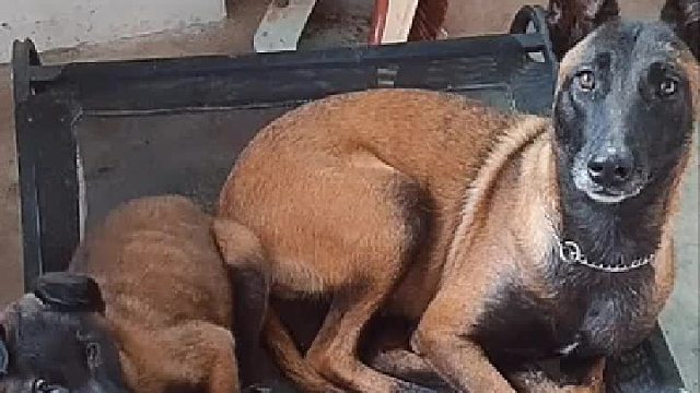 你是怎么做到让它六亲不认的？