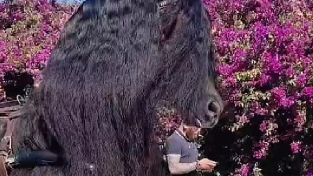 这马是我见过最漂亮的马了