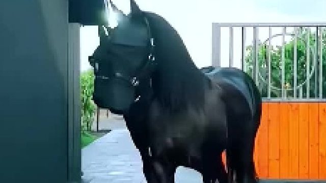 这是什么品种的马？