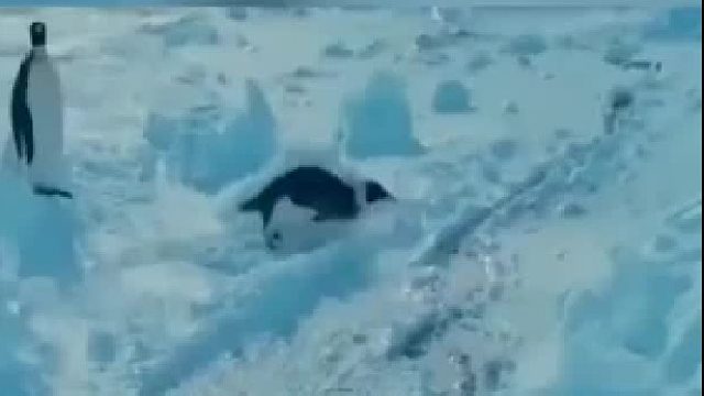 这要是俩鹅卡住了，半年之后冰才能化