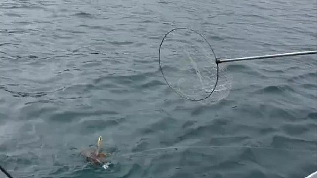 只有钓过鱿鱼的才会懂