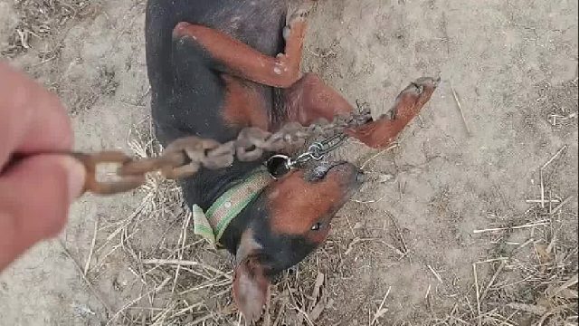 主人让狗子户外看大鹅