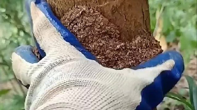 蛀虫真可怕，再多几条这树就没得救了。