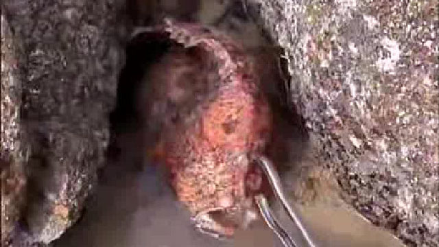 这鱼怎么这么丑