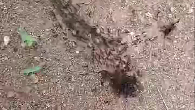 这阵势像不像李云龙的部队